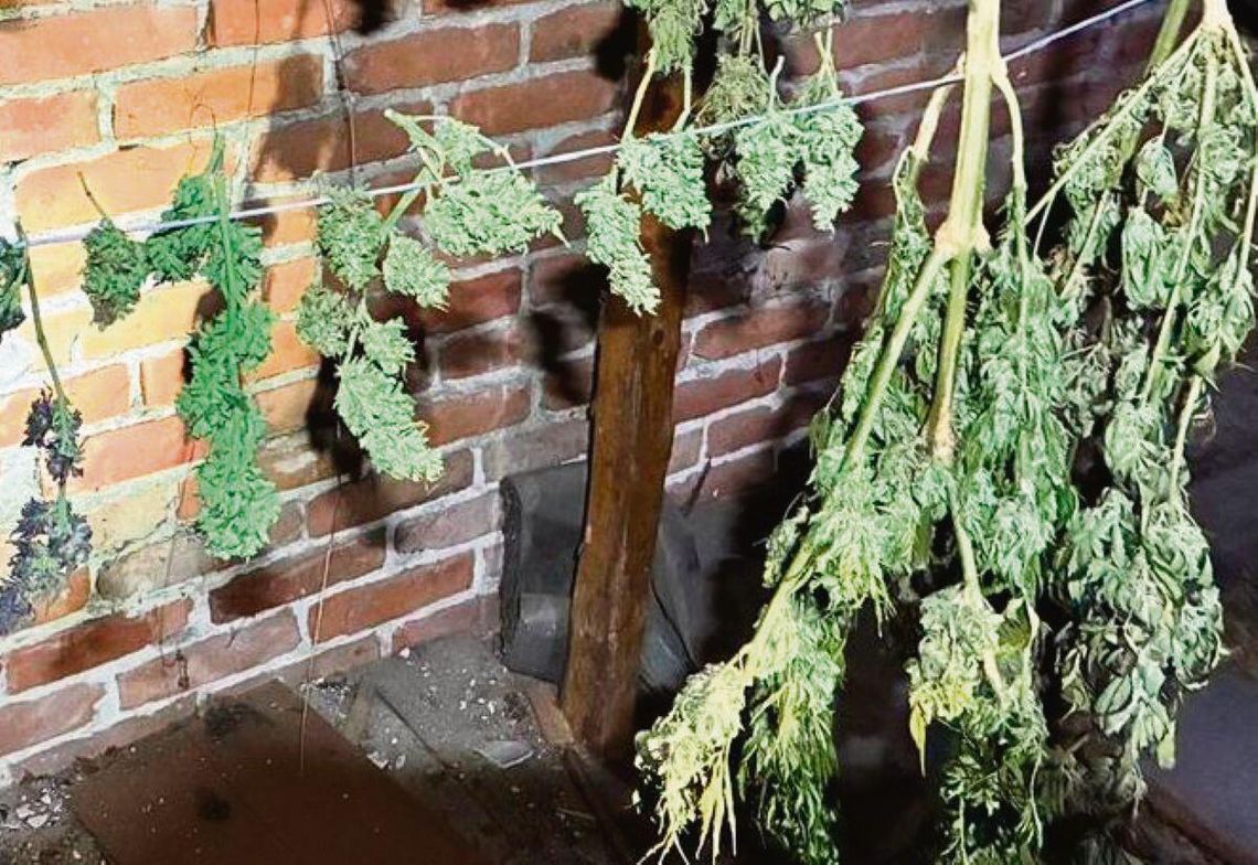 Krzaki konopi indyjskich rosły w przydomowym ogrodzie, a susz konopi znajdował się na strychu 27-latka z gminy Werbkowice.