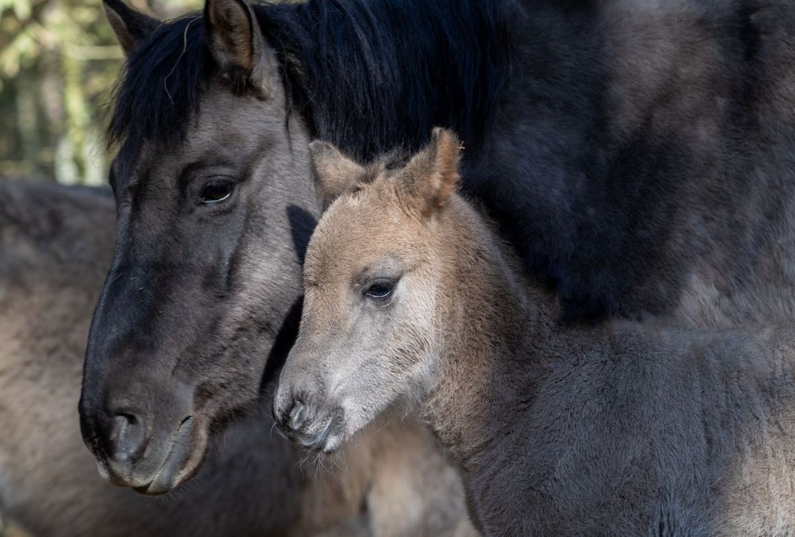 Pierwsze w tym roku źrebaki koników polskich w hodowli rezerwatowej w Roztoczańskim Parku Narodowym.