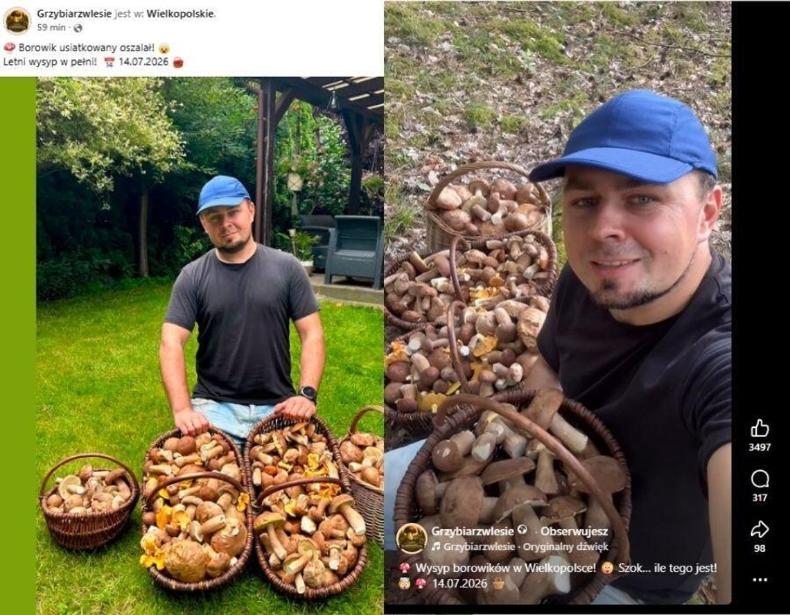 Grzybiarz pokazał imponujący zbiór. Prawdziwy wysyp czy AI? Grzybiarz z Wielkopolski pokazał cztery kosze borowików.