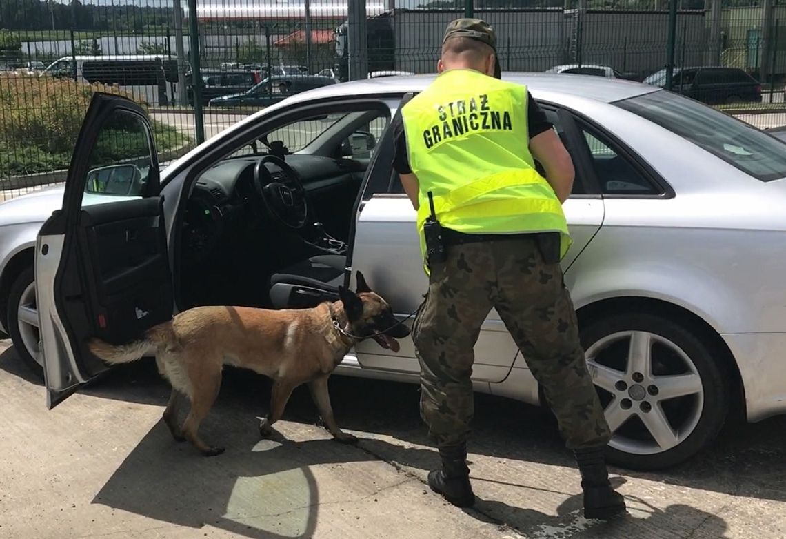 Hrebenne: Litwin wiózł haszysz wart 2 mln zł! Narkotyki wywęszył pies Bryza (FILM)