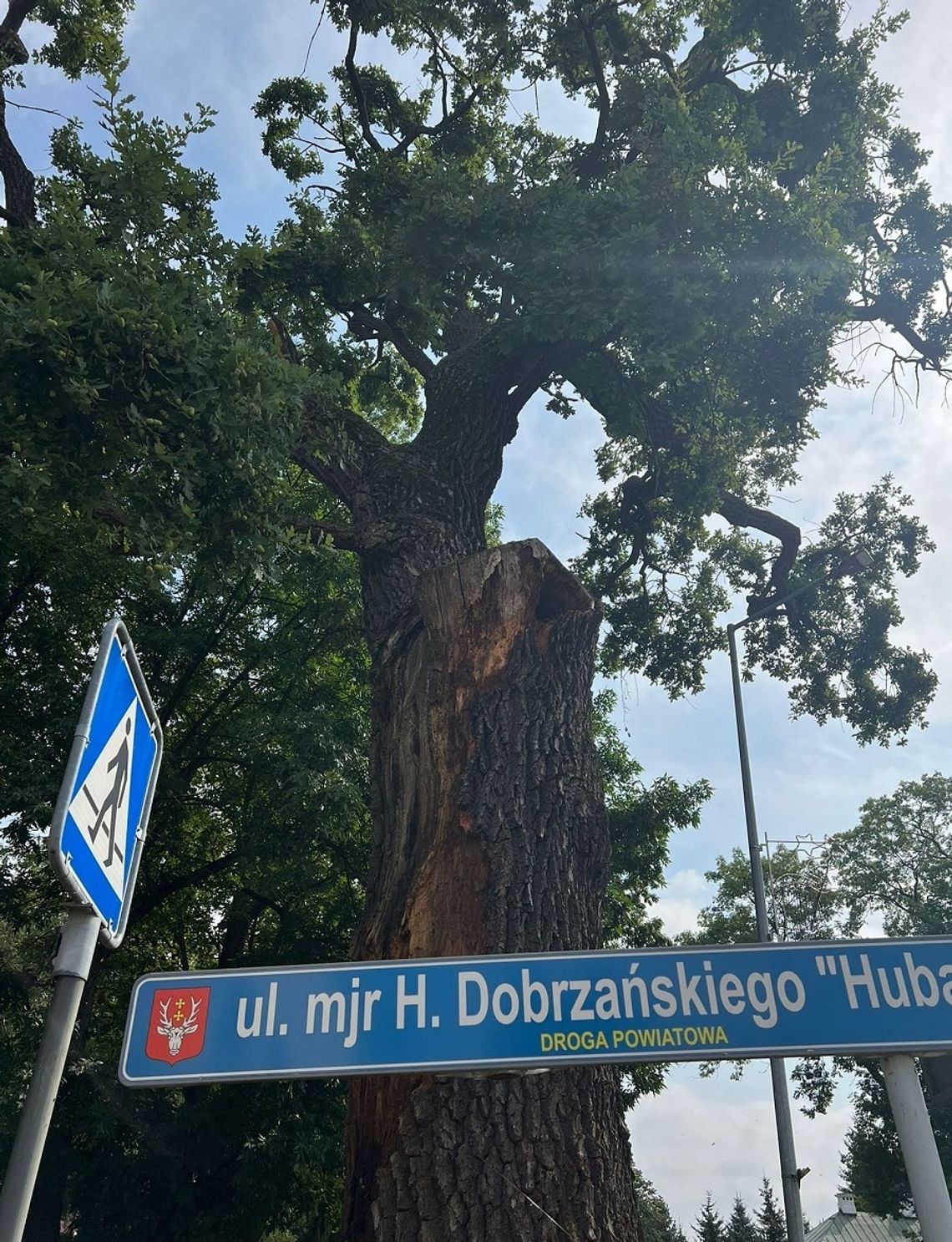 Władze miasta Hrubieszów  ratują drzewo na różne możliwe sposoby.