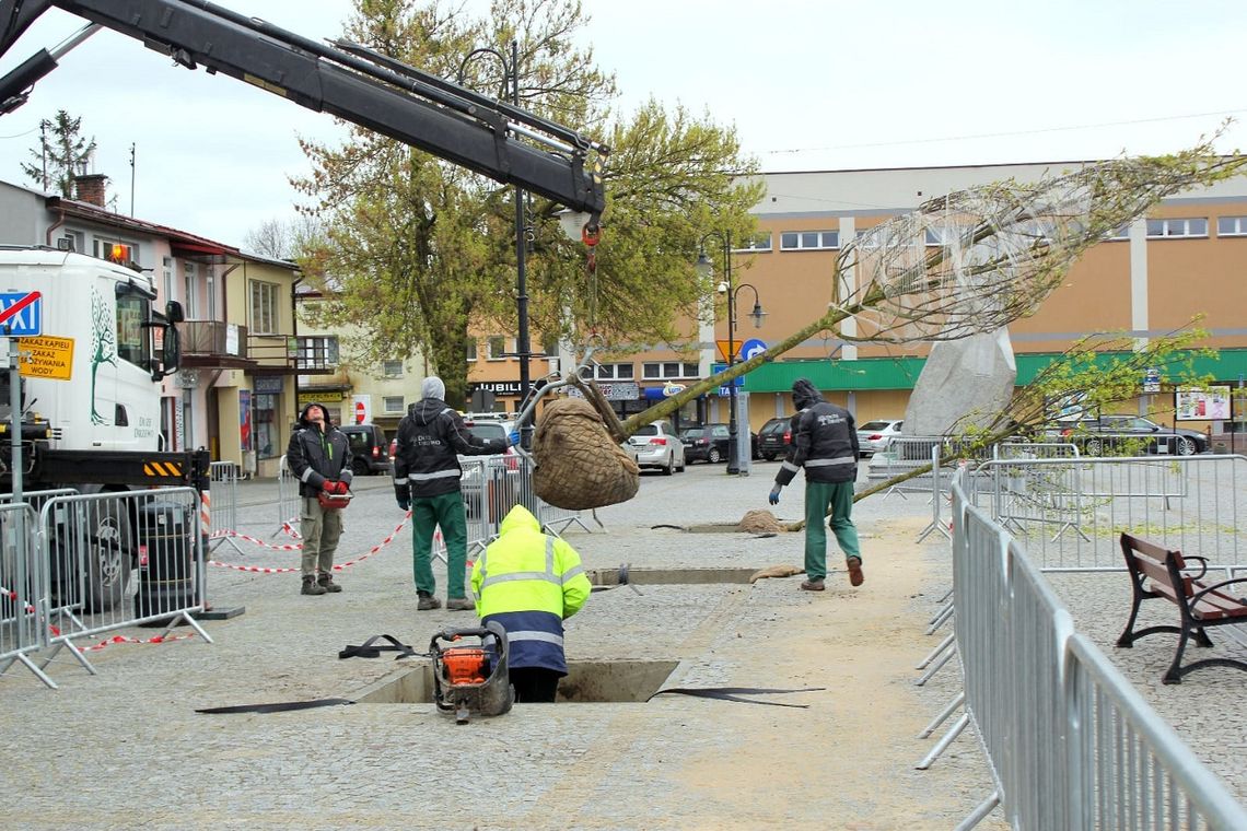 Hrubieszowski rynek się zmienia. Rozpoczęto tam sadzenie drzew.