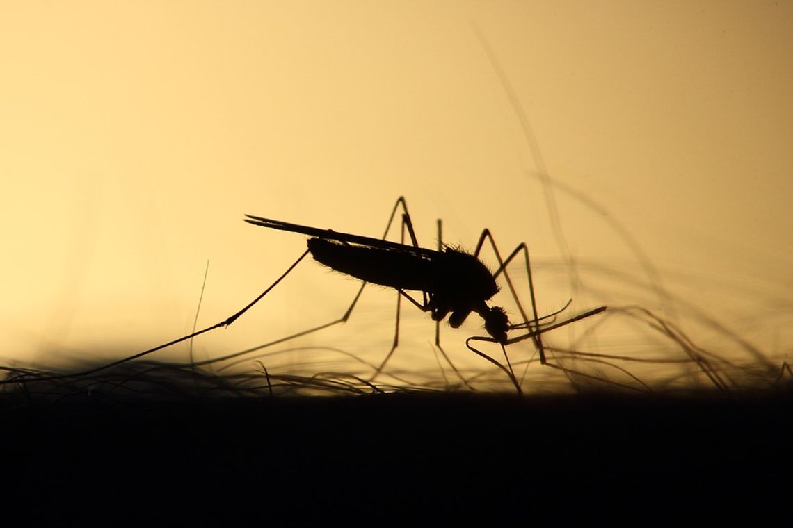 Hrubieszów staje do walki z komarami