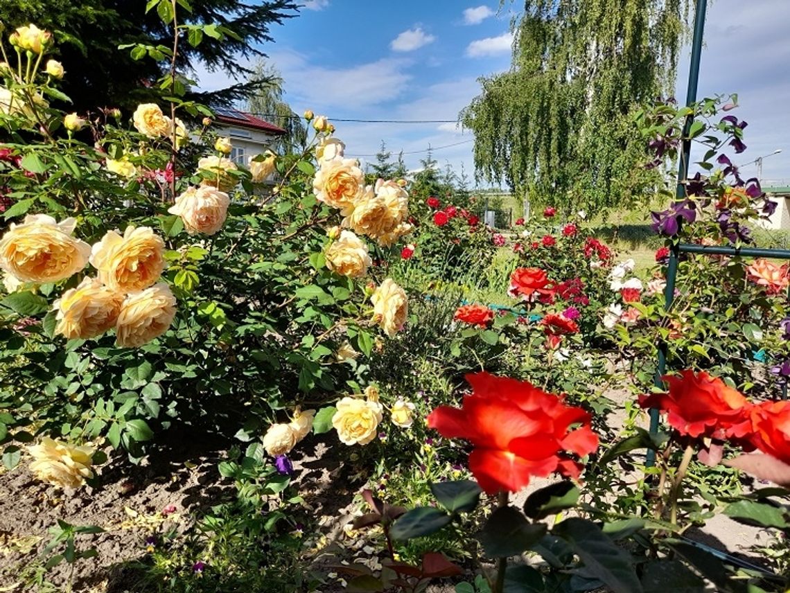 Hrubieszów: Zagłosuj na balkon sąsiadki