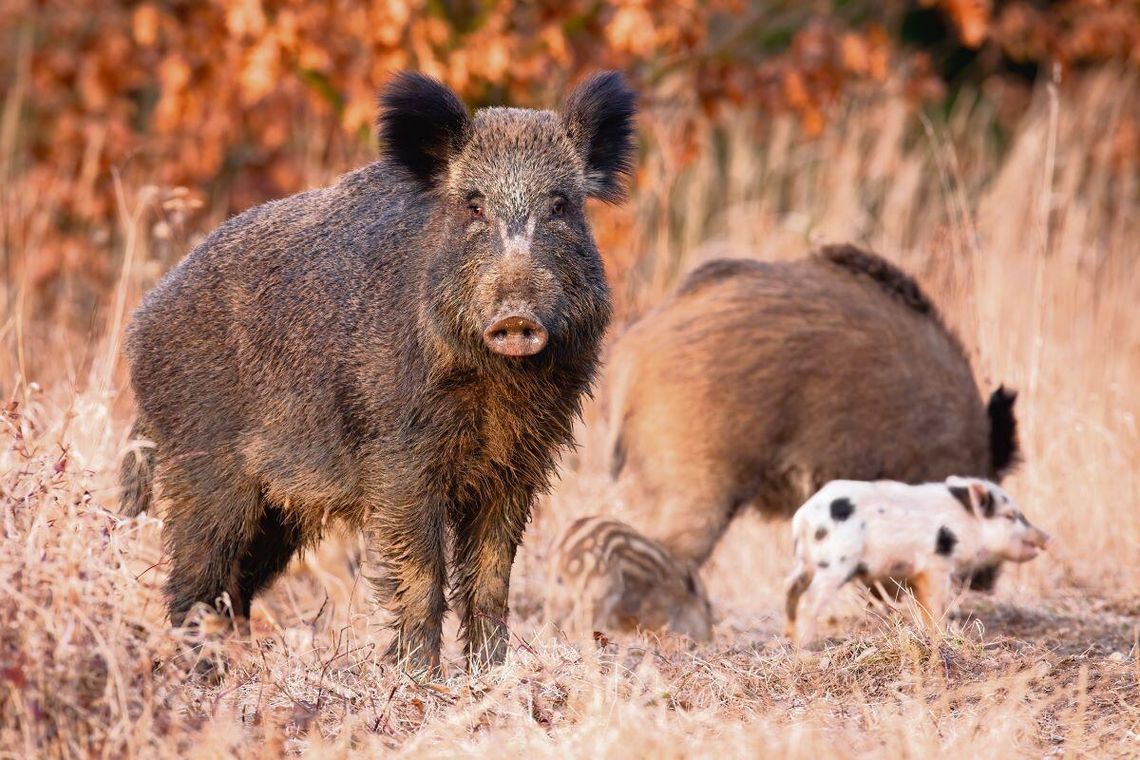 129 dzików zostanie odstrzelonych dodatkowo do końca tego roku w lasach, na polach i łąkach w powiecie hrubieszowskim.