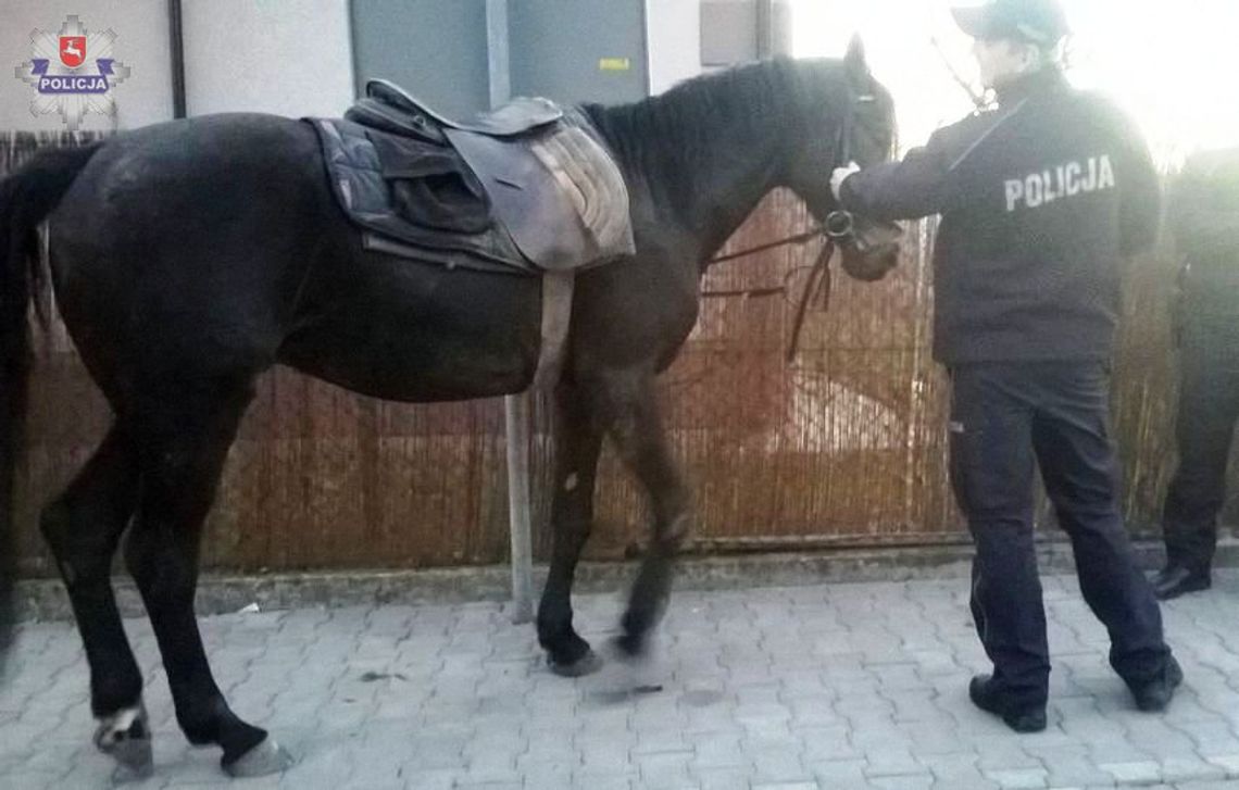 Jeźdźcy wypadli z siodeł. Konie galopowały na Zamość. Interweniowała policja