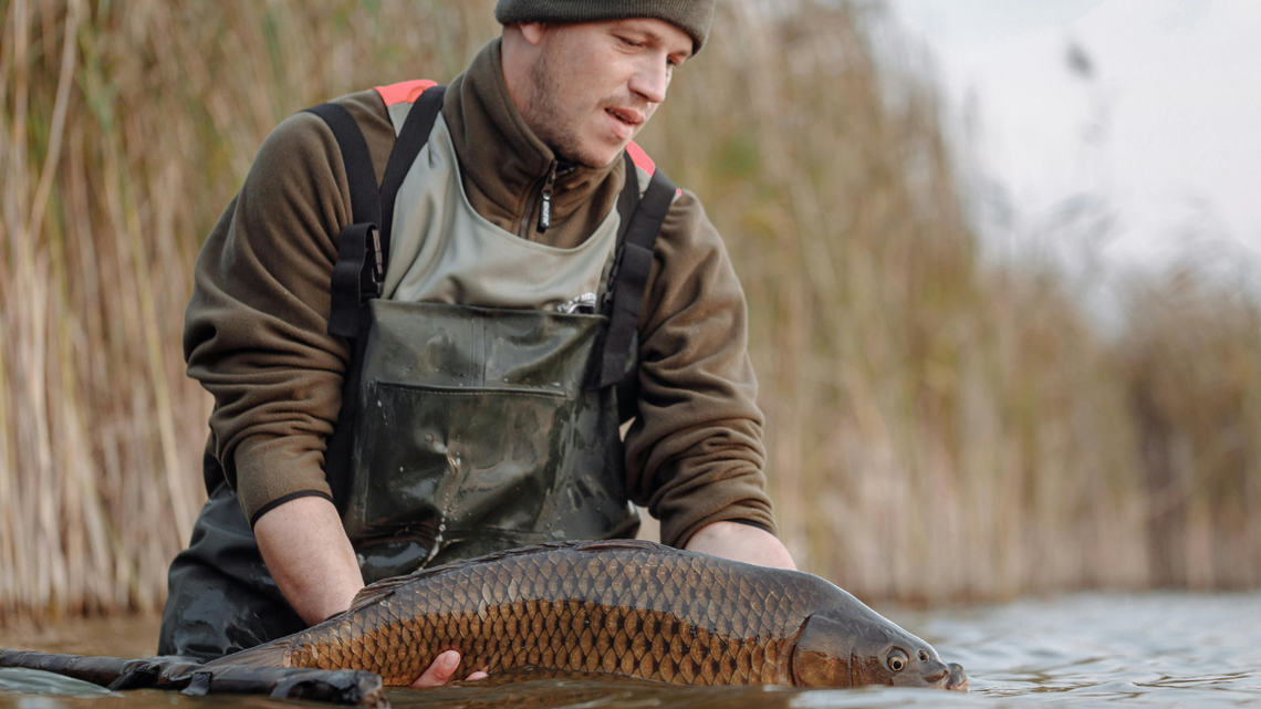 Karp w odwrocie? Zastępują go inne ryby. Co dziś lubią Polacy? Karp traci pozycję niekwestionowanego króla polskich stołów wigilijnych.