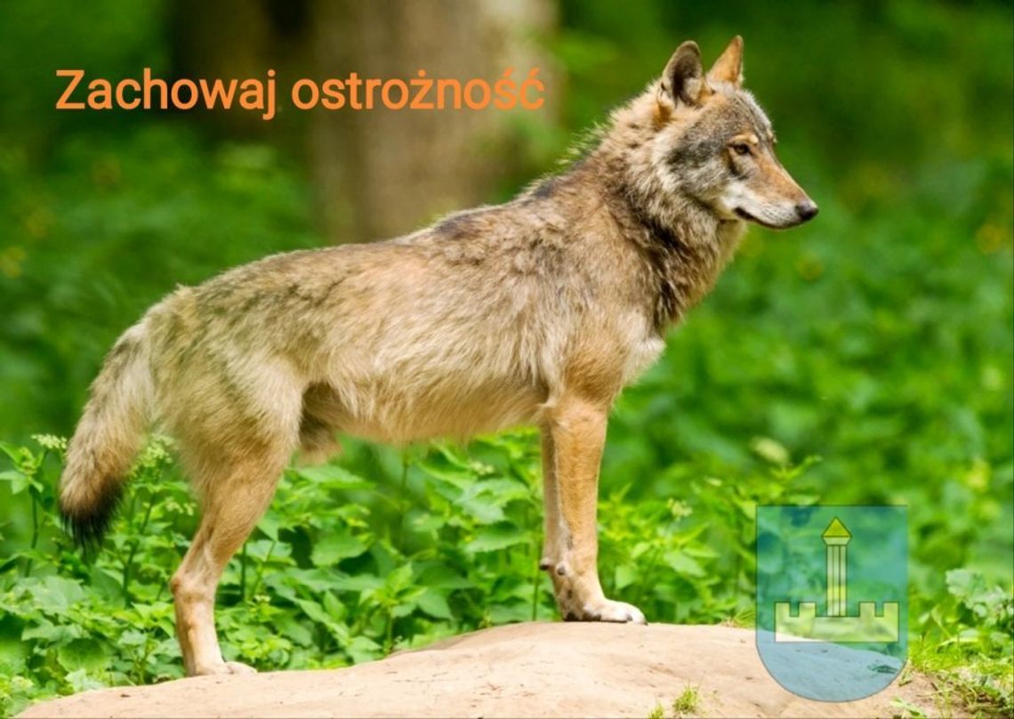 Kolejny wilczy alert w gminie Horodło. Jak chronić gospodarstwo? Kolejny wilczy alert w gminie Horodło. Jak chronić gospodarstwo?