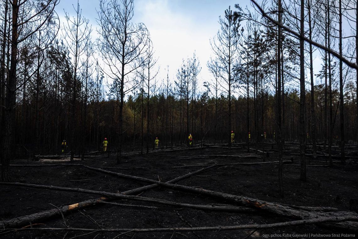 Koniec akcji gaśniczej w Puszczy Solskiej. Teraz leśnicy zaczynają walkę o odbudowę lasu Po tygodniu dramatycznej walki z ogniem zakończyła się akcja gaśnicza na terenie Nadleśnictwa Józefów w Puszczy Solskiej.