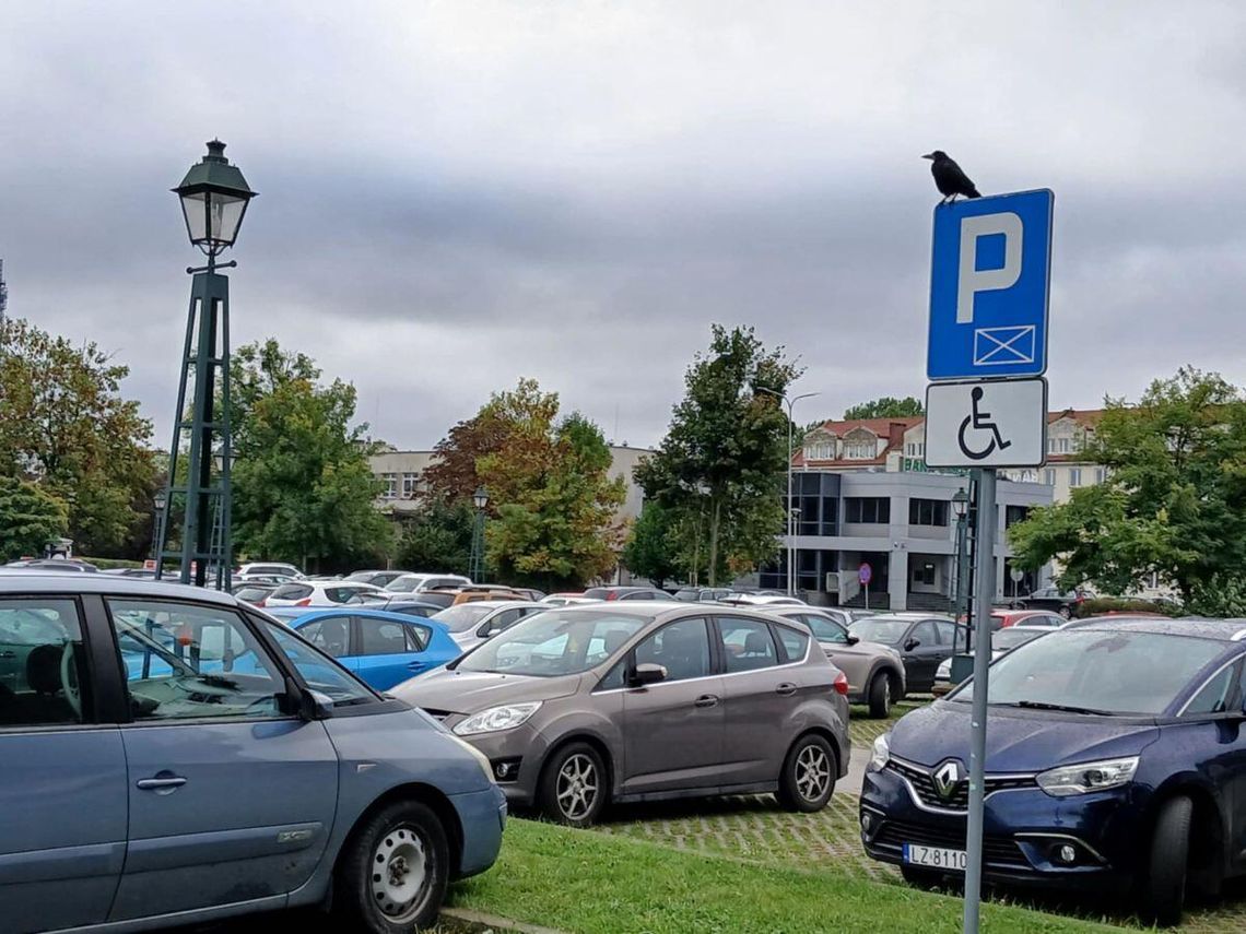 Koniec z darmowym parkowaniem w Zamościu! Ile zapłacą kierowcy? Za darmo można było parkować w Zamościu od początku roku, ale niebawem to się skończy.