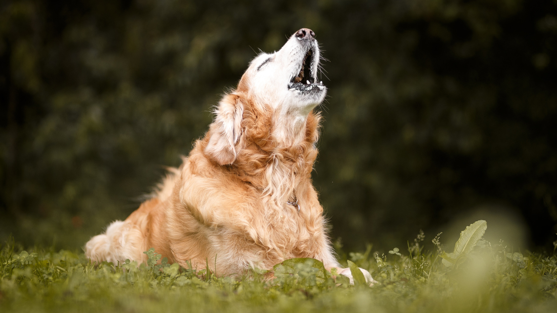Do rzecznika praw obywatelskich wpłynęło pismo, w którym „obywatel skarży się na szczekające psy”