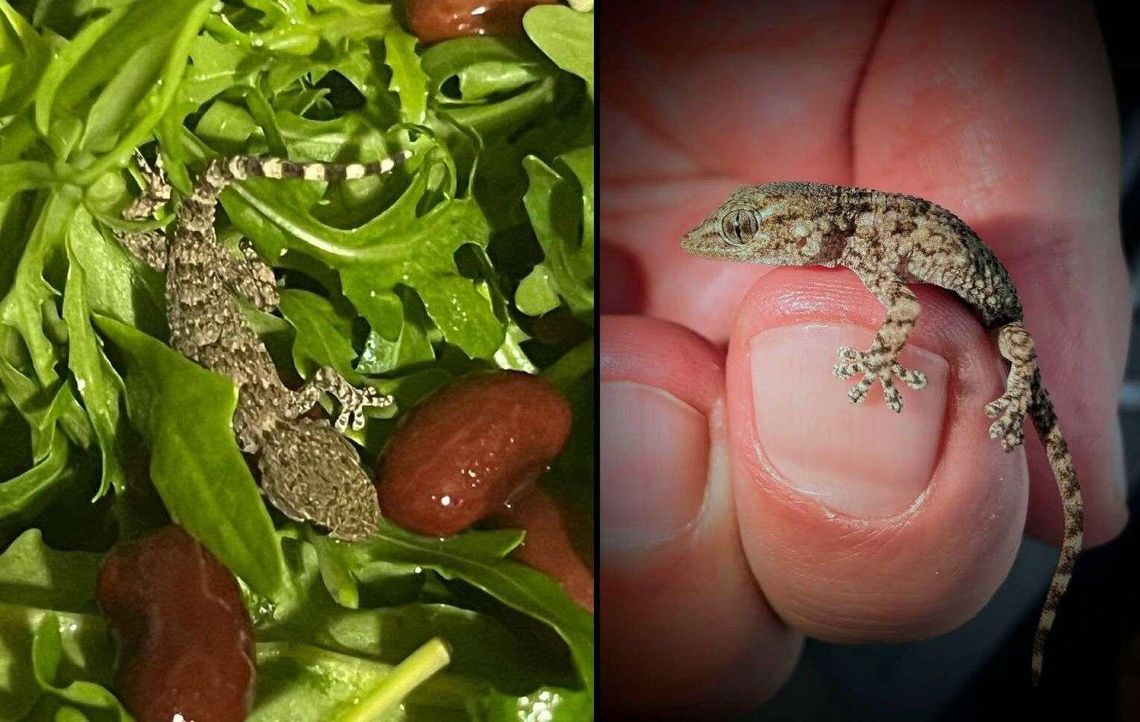 Gad przeżył dzięki czujności pani Karoliny i jej męża. Został znaleziony w rukoli.