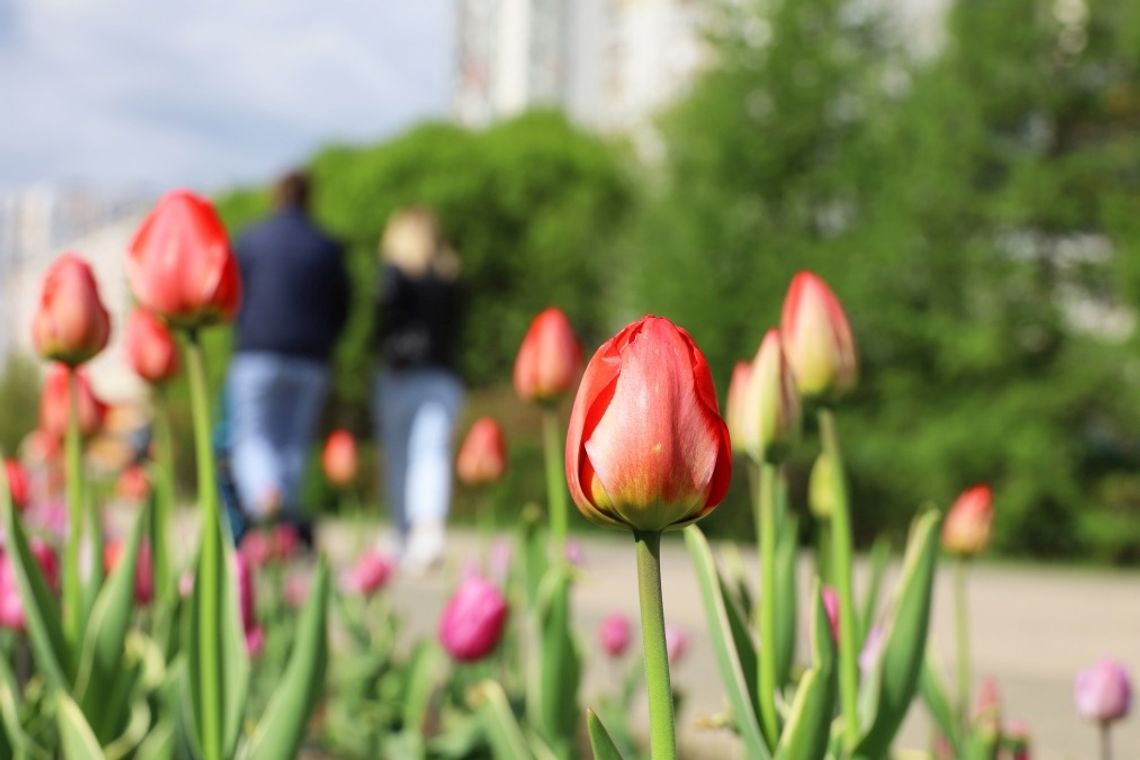 Jakie sklepy będą otwarte w długi weekend? Sprawdzamy.