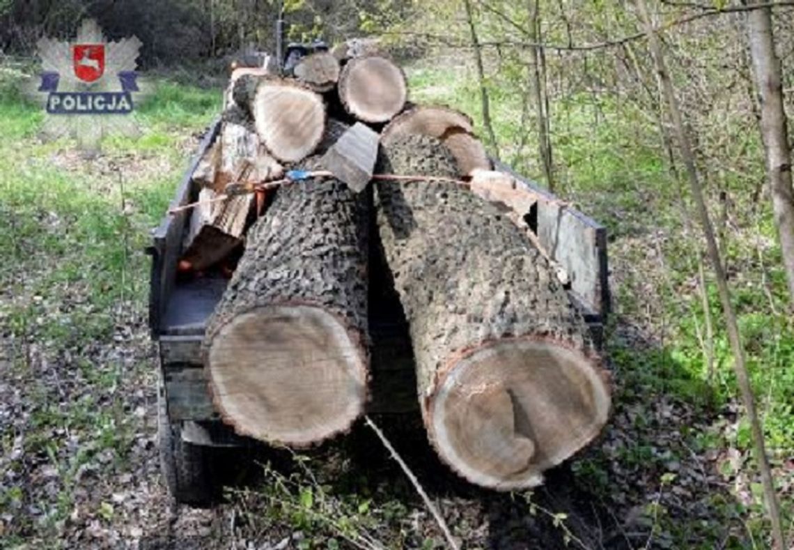 Miączyn: 39-latek kradł drewno. Wpadł, gdy próbował je wywieźć z lasu