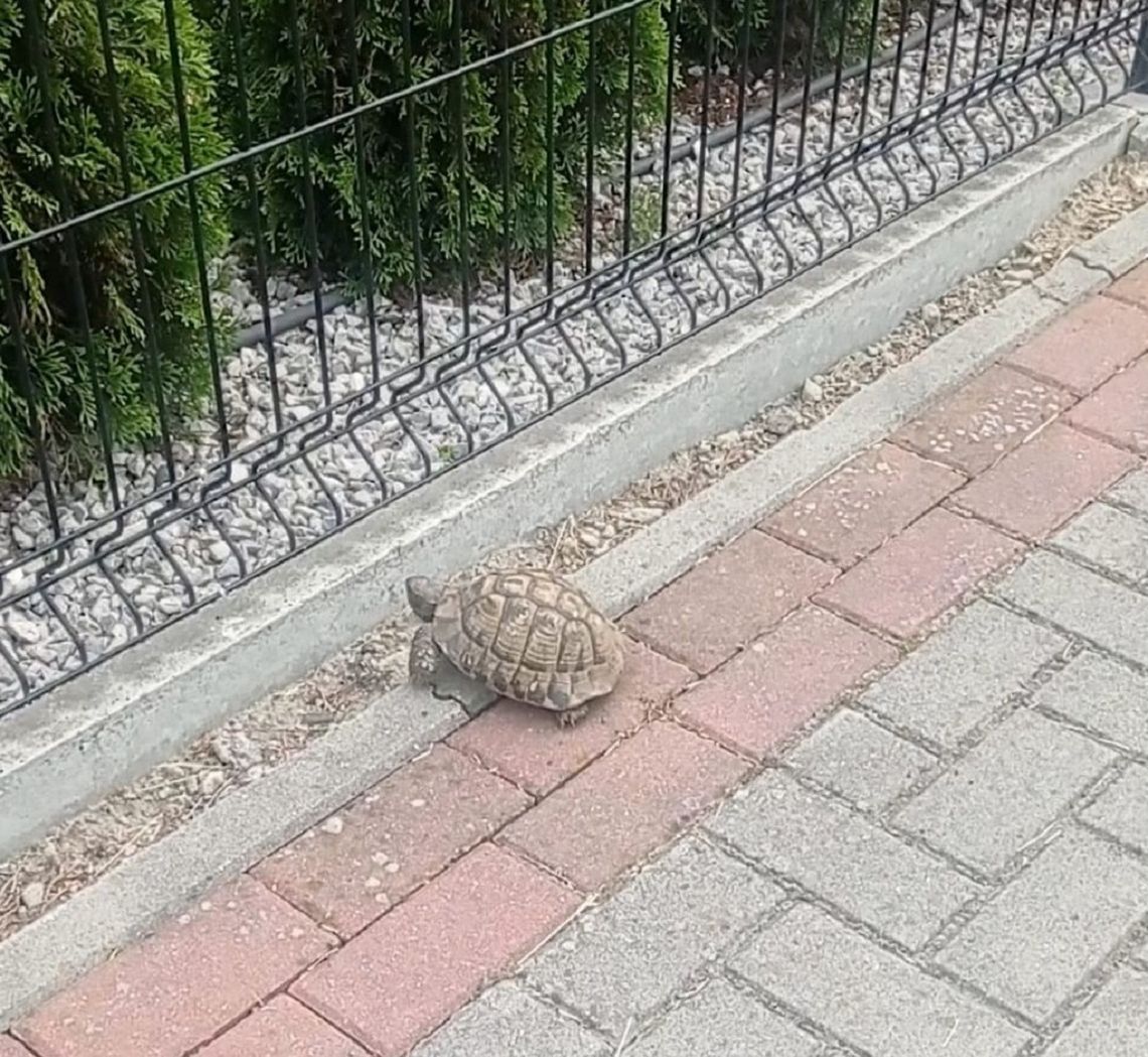 Tomaszowscy policjanci zostali wezwani do żółwia.