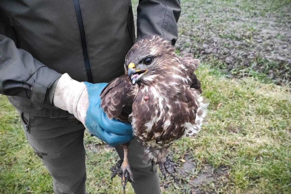 Mieszkaniec Oszczowa znalazł w swoim ogrodzie rannego myszołowa. Co stało się z ptakiem?