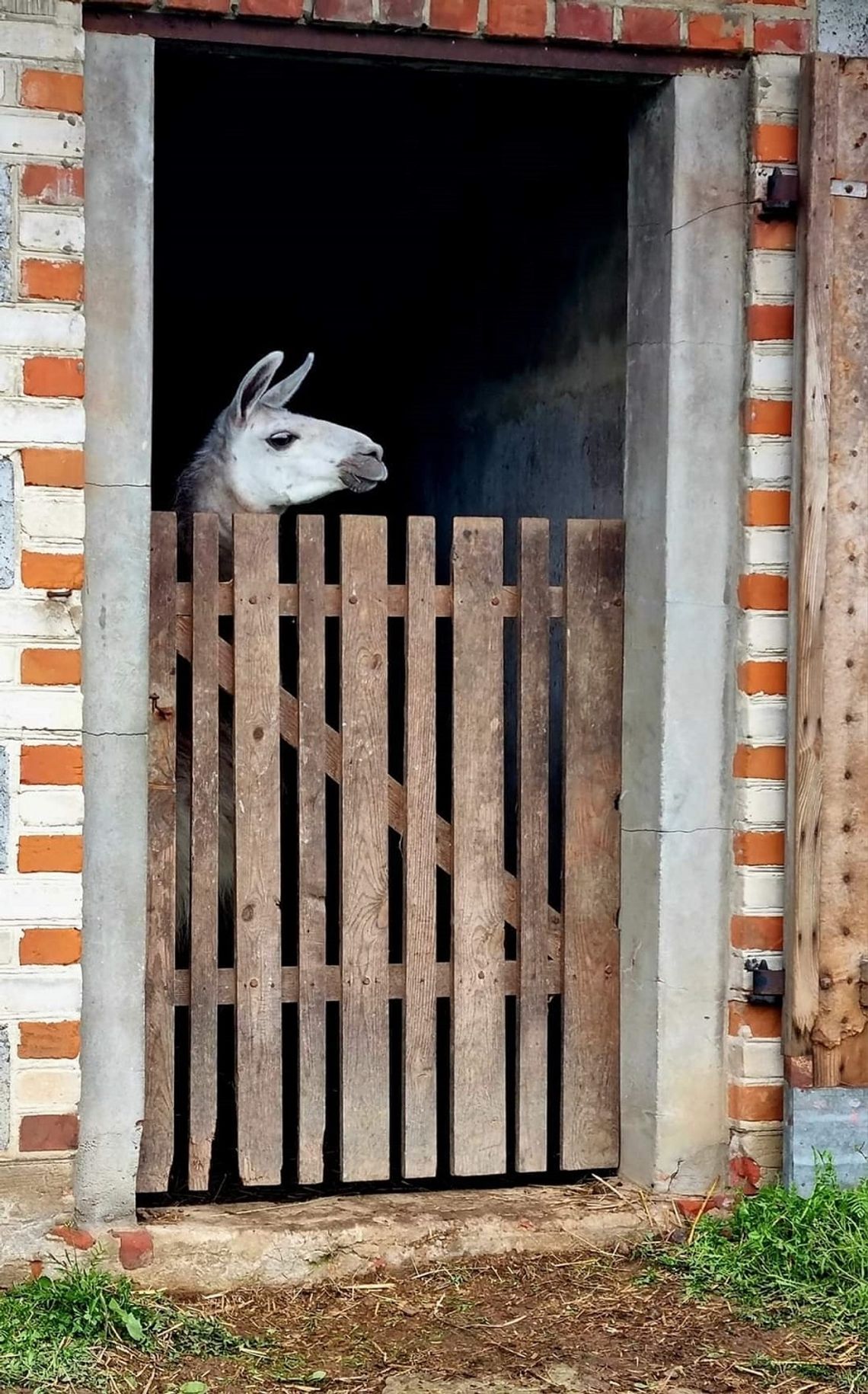 Oficjalne otwarcie minii zoo w Świdnikach (gm. Miączyn) planowane jest 1 czerwca, czyli na Dzień Dziecka.