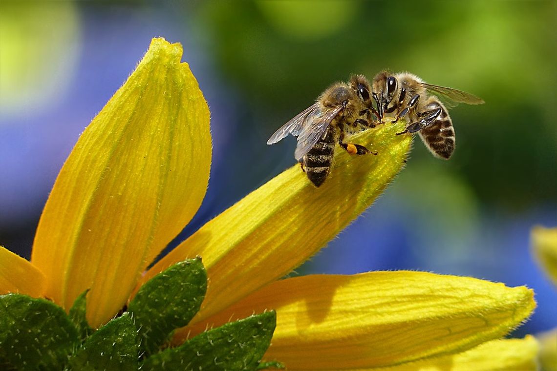 Młodzież stawia na pszczoły. Konkurs z cennymi nagrodami