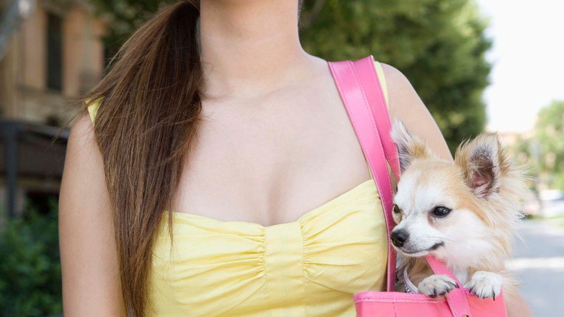 Coraz więcej, nawet luksusowych hoteli, zezwala swoim gościom na przyjazd z psem.