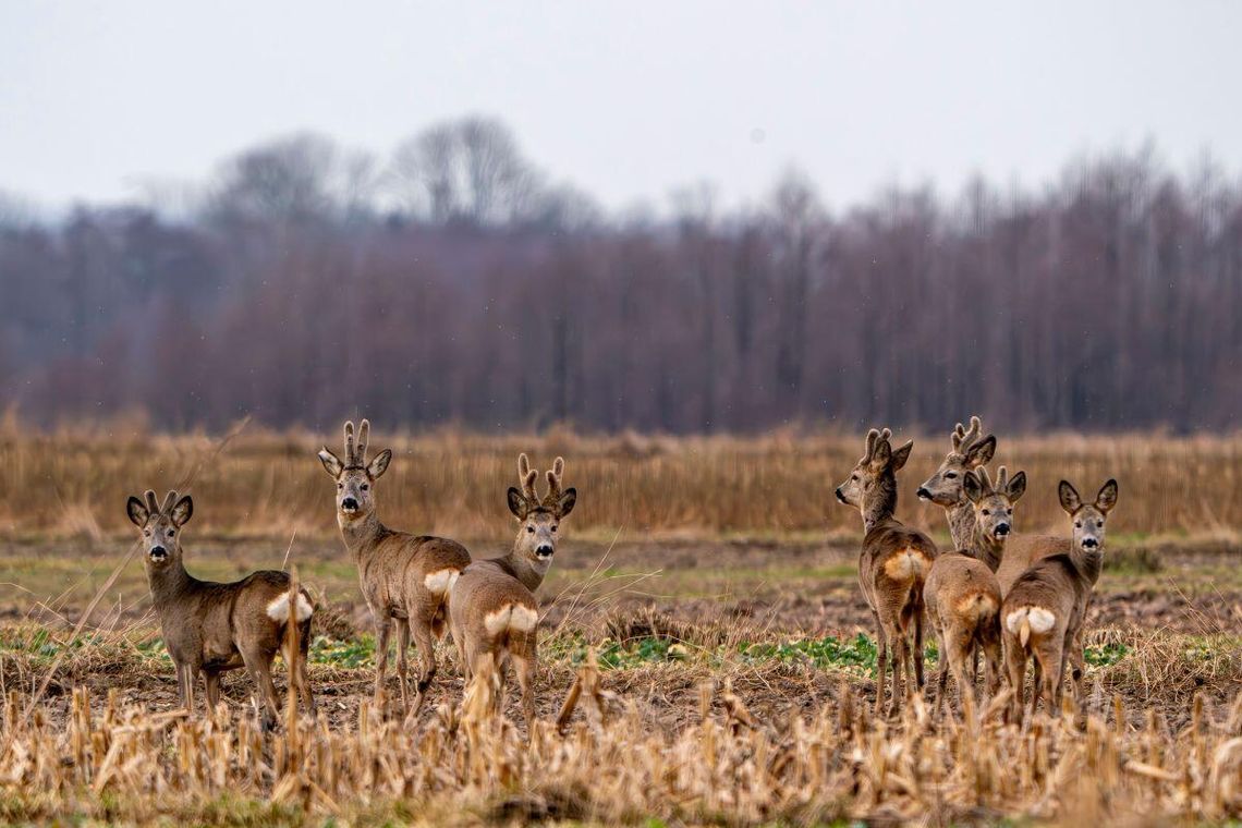 Na Zamojszczyźnie groźniejsze od dzików bywają... łosie i sarny Myśliwi apelują, by zachować ostrożność i nie zbliżać się do dzikich zwierząt.