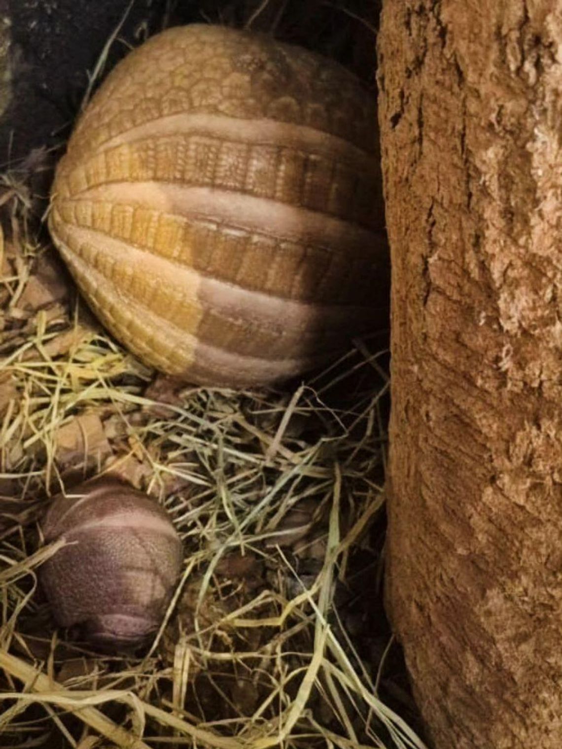 Narodziny w zamojskim zoo. Na świat przyszedł mały pancernik, bolita południowa.