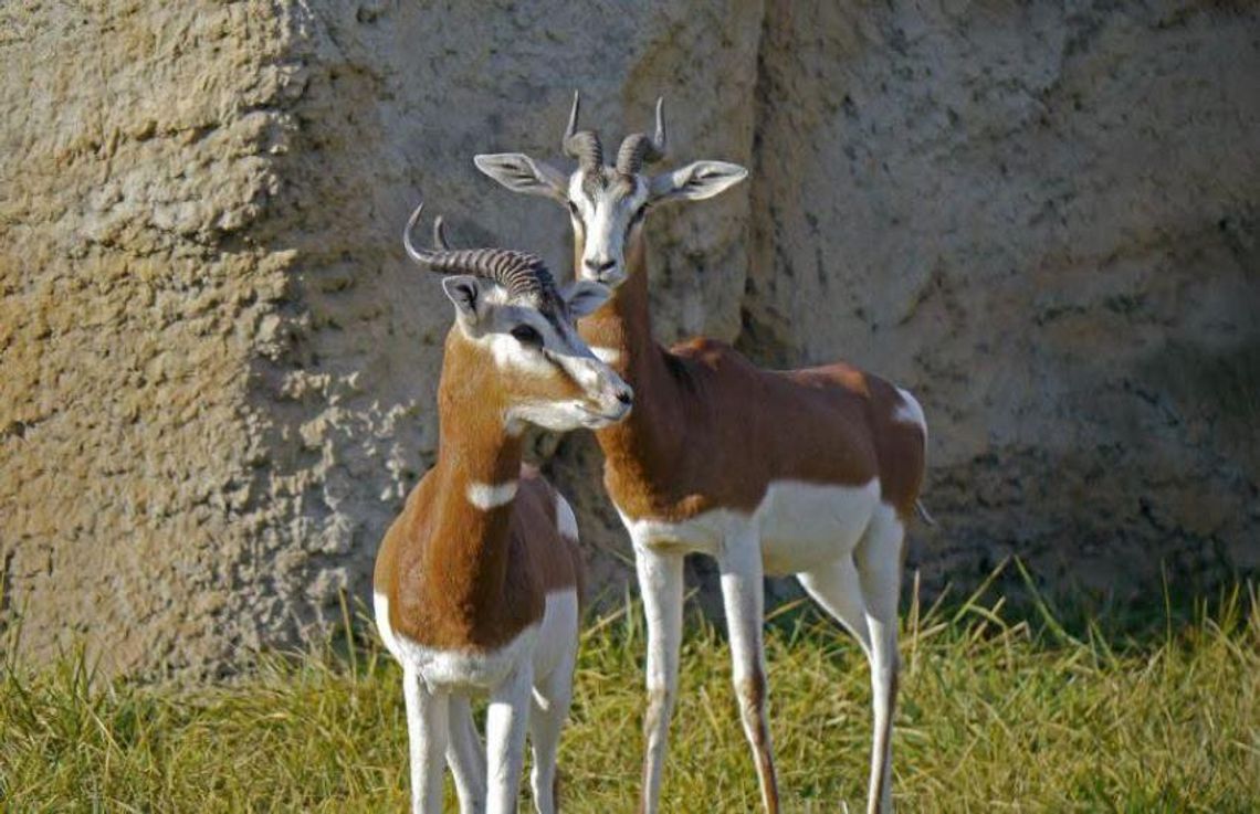 Narodziny w zamojskim ZOO. To przedstawicielka gatunku krytycznie zagrożonego wyginięciem