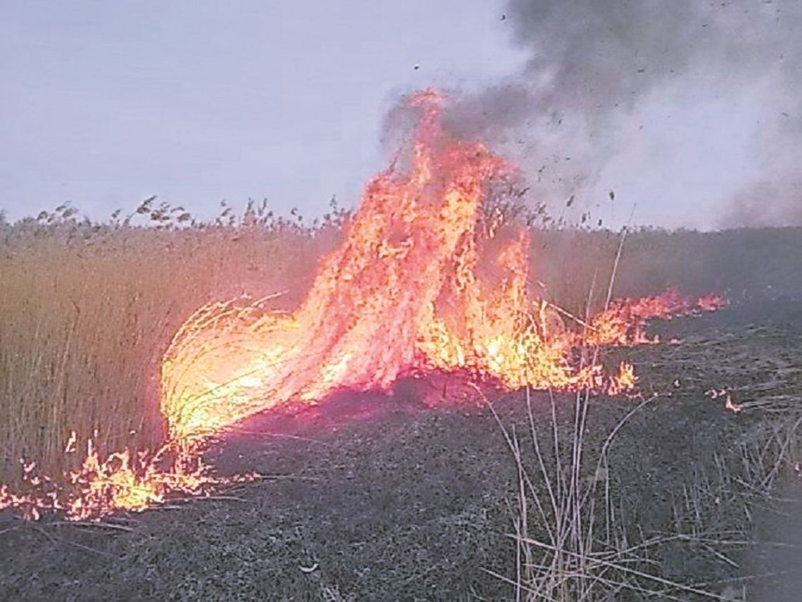 Nie palcie małych zwierząt!