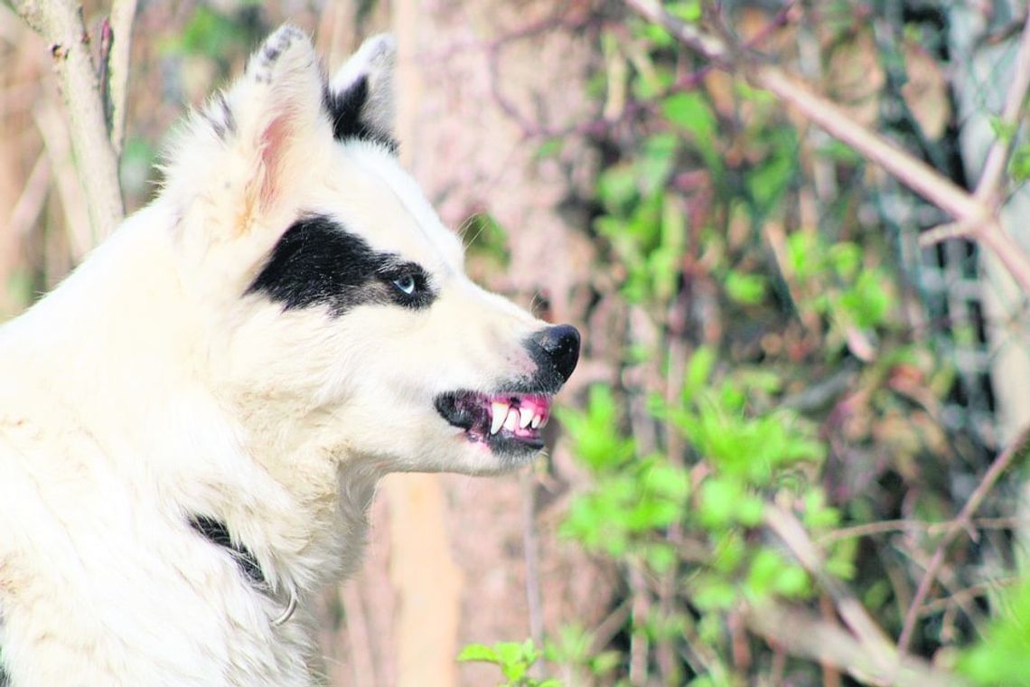 Nielisz: Psy zagryzły mu matkę, właściciel niewinny. Tak zdecydował sąd w Zamościu Nielisz: Psy zagryzły mu matkę, właściciel niewinny. Tak zdecydował sąd w Zamościu