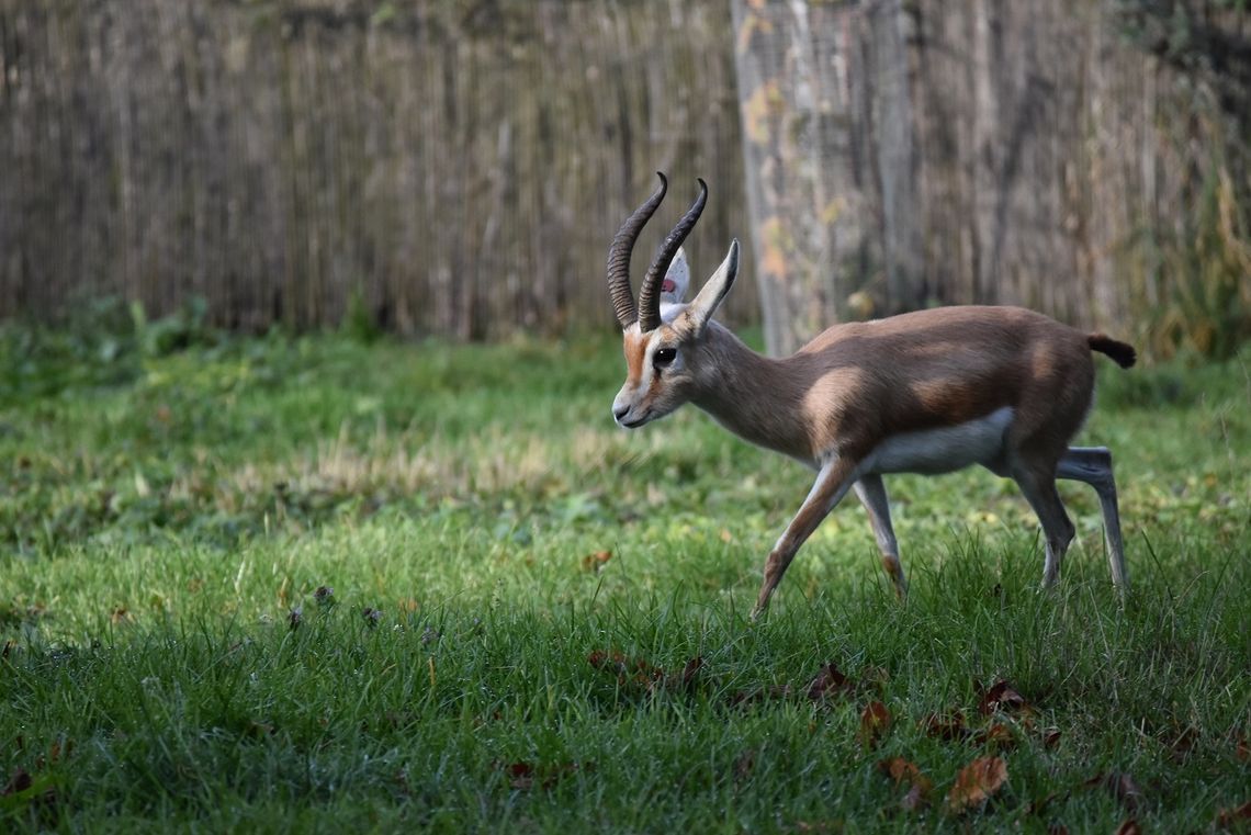 Samiec dorkasa jest nowym mieszkańcem zoo w Zamościu.