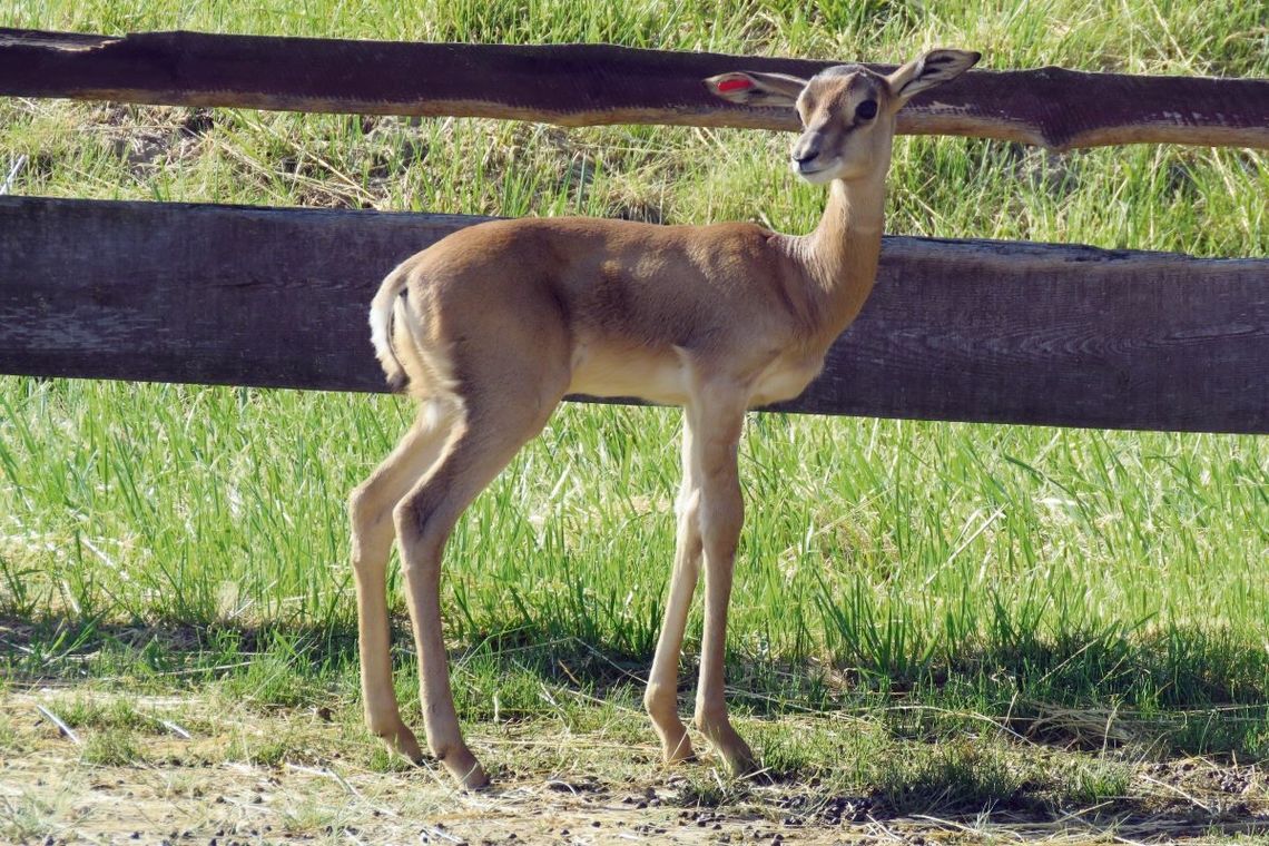 Narodziny gazeli mhor to szczególny powód do radości. Fot. Zoo Zamość