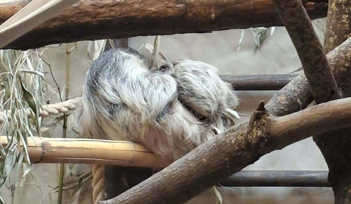 Nowi mieszkańcy zoo w Zamościu. Urodził się leniwiec i zebra równikowa Młodym leniwcem opiekuje się teraz wyłącznie matka. Fot UM Zamość