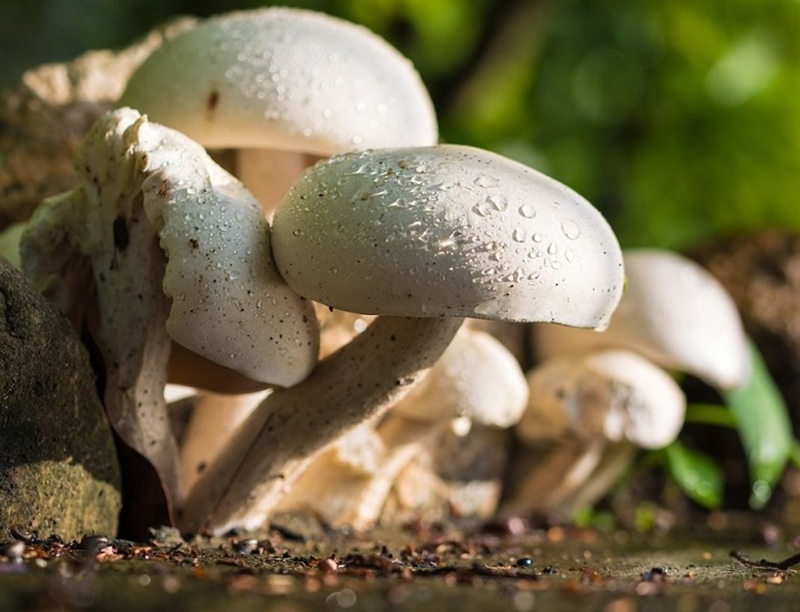 O czym pamiętać, jeśli chodzi o zatrucie grzybami? Dlaczego to takie ważne?