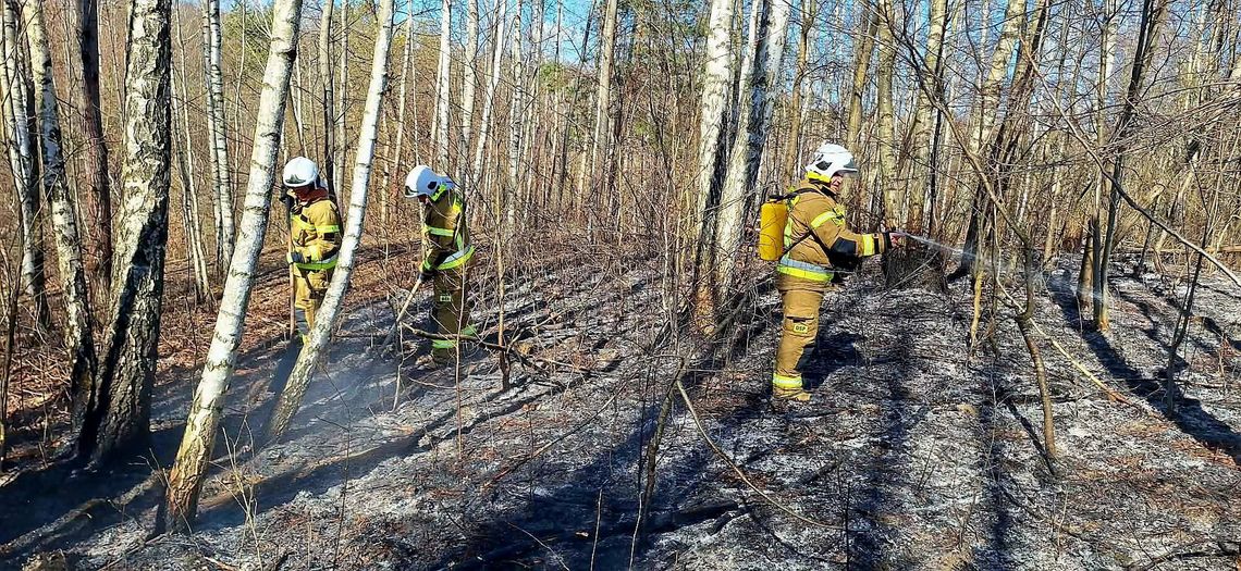Ogień pełzał w stronę lasu w Bononii! Pilot i strażacy uratowali gminę Goraj przed katastrofą Ogień rozprzestrzeniał się w terenie leśnym, stwarzając realne zagrożenie dla większego obszaru. Na szczęście dzięki czujnemu oku pilota samolotu pożar został szybko zlokalizowany, co pozwoliło na błyskawiczne skierowanie sił i środków oraz podjęcie działań gaśniczych” – relacjonują druhowie z OSP K