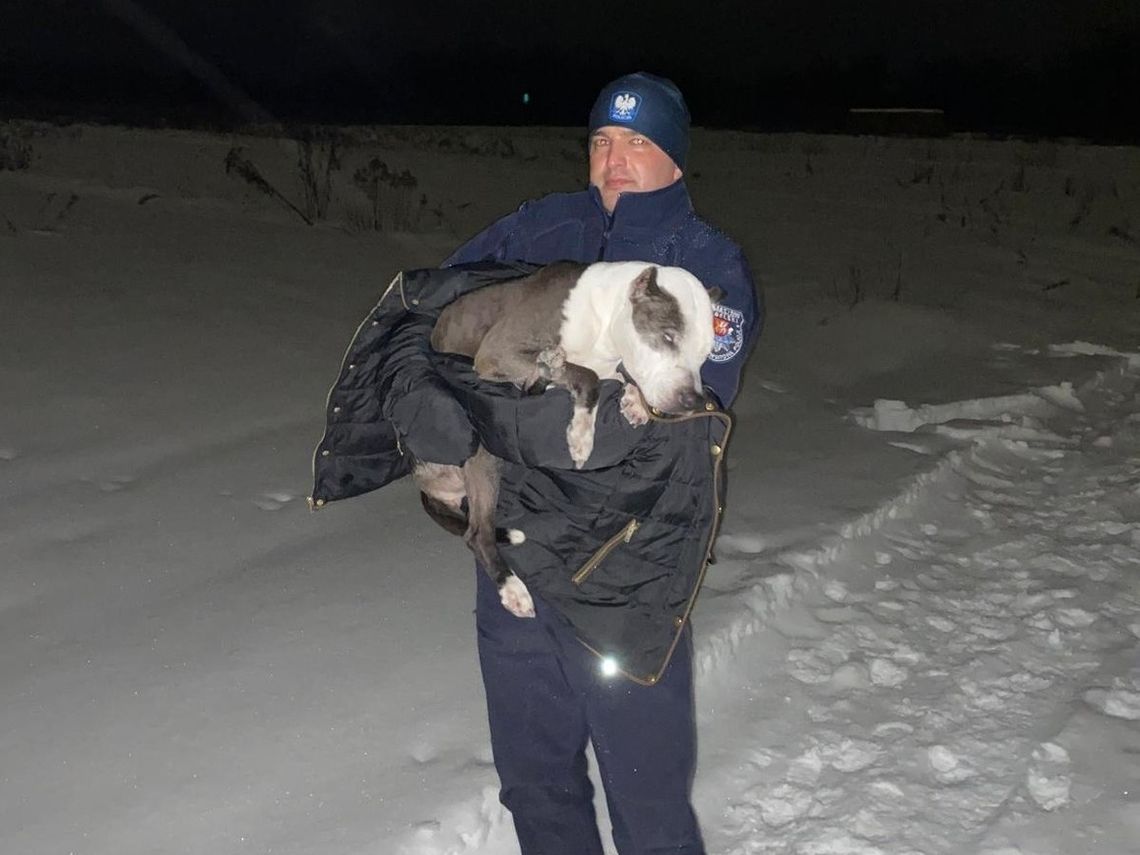 Policjanci z Wydziału Prewencji tomaszowskiej komendy podczas środowej służby uratowali psa, który osłabiony i zziębnięty leżał na polu z uszkodzoną tylną łapą.