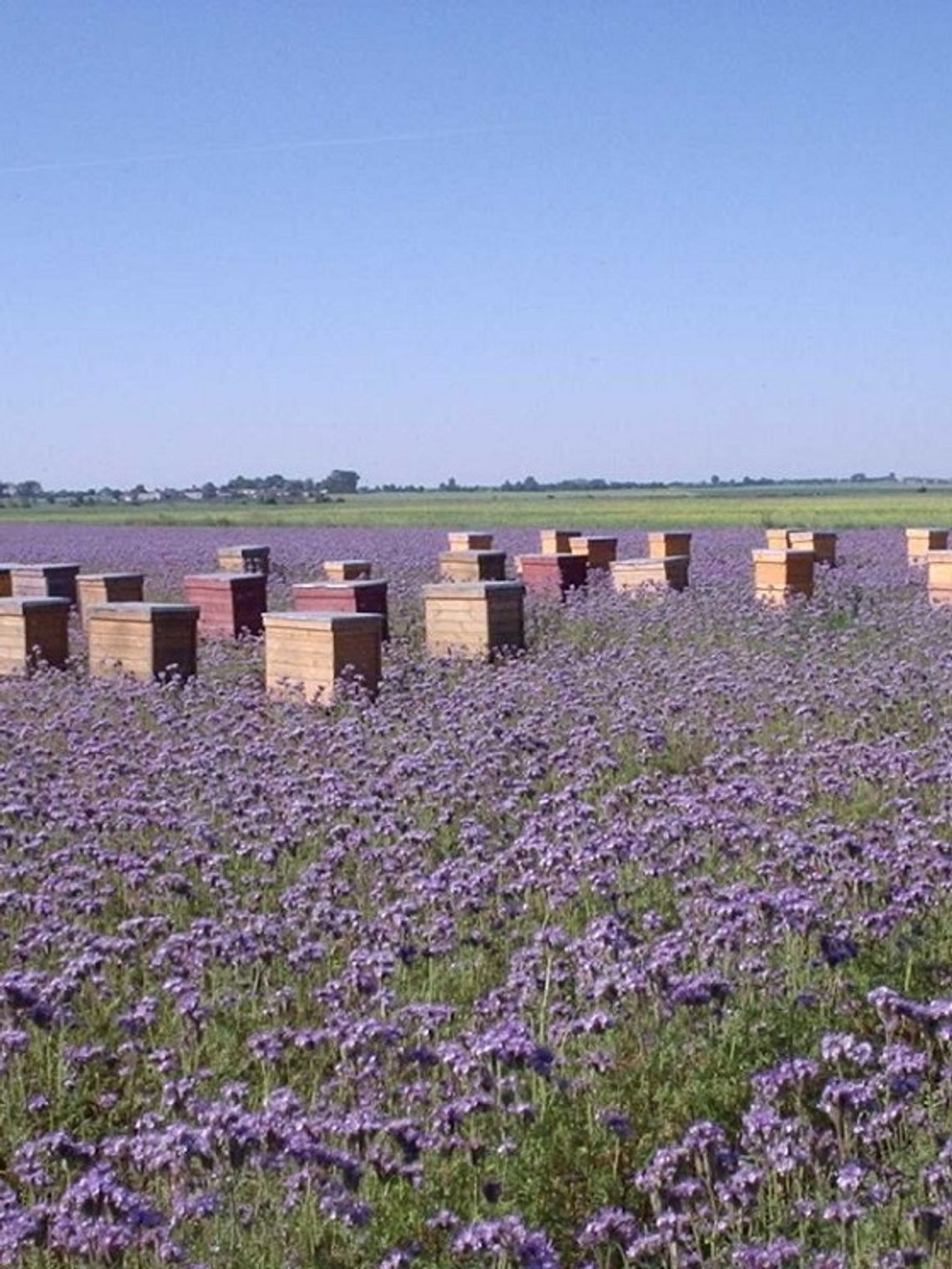 PERŁY BIZNESU 2022: Miód wrzosowy z Pasieki Dary Pszczół (Produkt Roku)