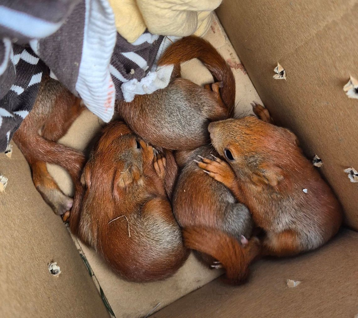 Śmierć oswojonej wiewiórki, ulubienicy osiedla, stała się początkiem walki o życie jej pięciu osieroconych młodych. Dzięki determinacji Krzysztofa, naszego dziennikarza i jego sąsiada Artura, maluchy zamiast zginąć z głodu, znalazły bezpieczne schronienie w Poleskim Parku Narodowym.