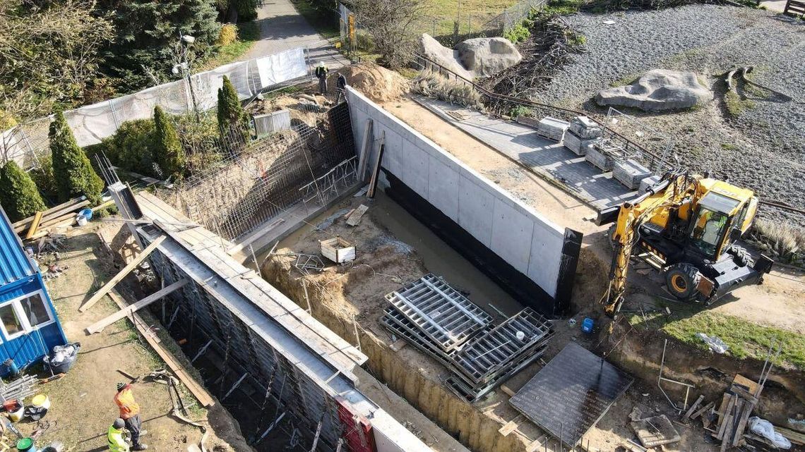 Pingwiny będziemy oglądać na lądzie i pod wodą. To będzie największa atrakcja zoo w Zamościu Rozbudowa zoo w Zamościu. Powstanie pingwinarium.