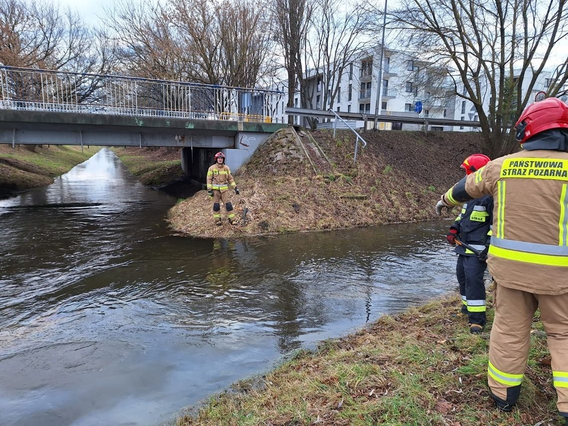 5 stycznia strażacy zostali zadysponowani do plamy oleju na rzece Topornica w Zamościu.