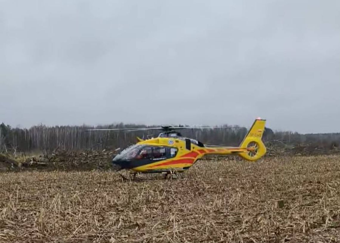 Podczas wycinki upadające drzewo uderzyło mężczyznę.