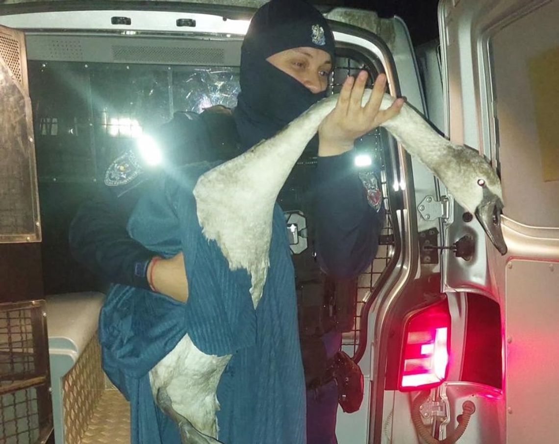 Policjanci ratowali łabędzia. Ptak zablokował drogę w Krasnymstawie Na środku jednej z miejskich ulic usiadł wystraszony łabędź, paraliżując ruch i narażając się na potrącenie.