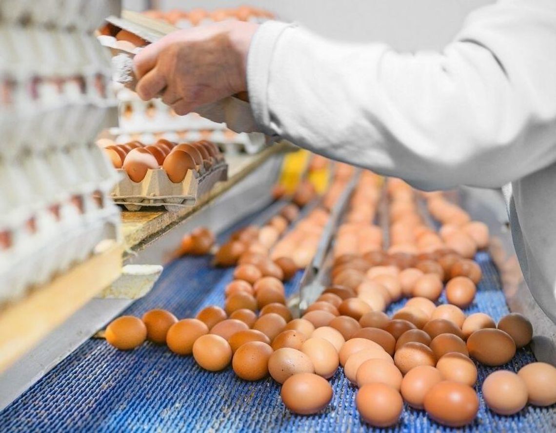 Polska produkuje coraz więcej jaj.