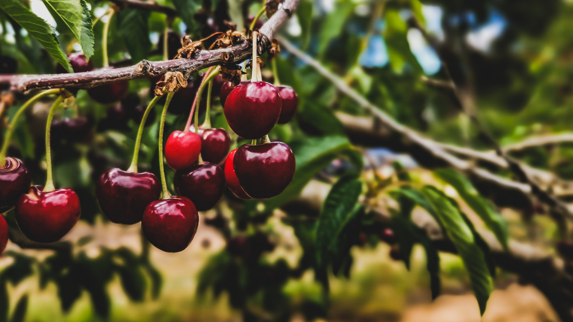 Czereśnie trafiły pod lupę laborantów.