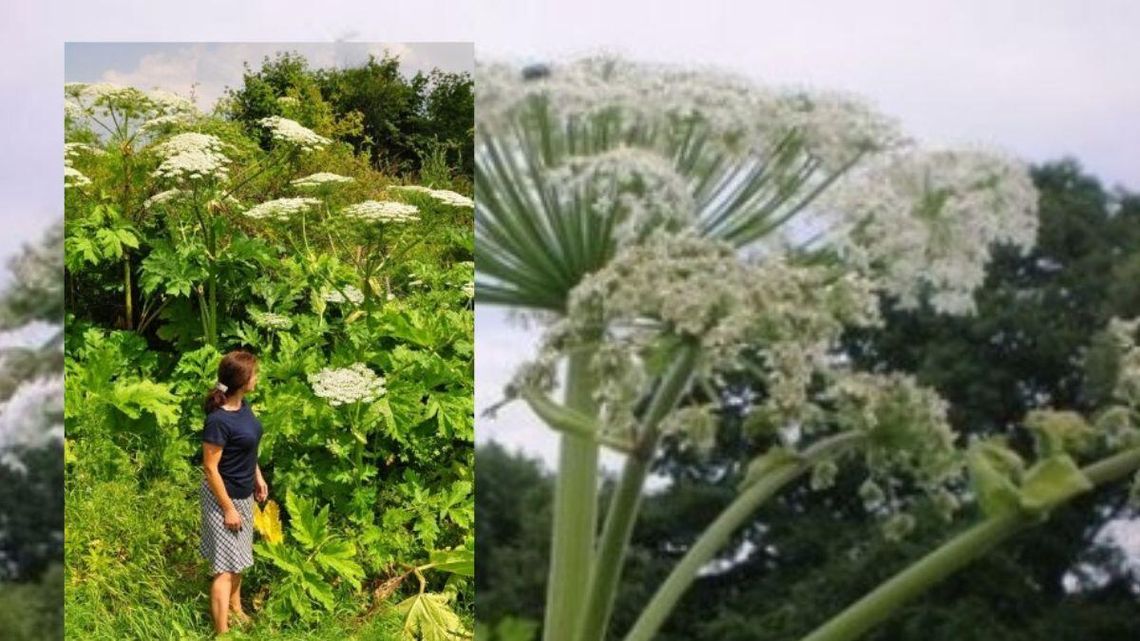 Barszcz sosnowskiego jest bardzo niebezpieczny.