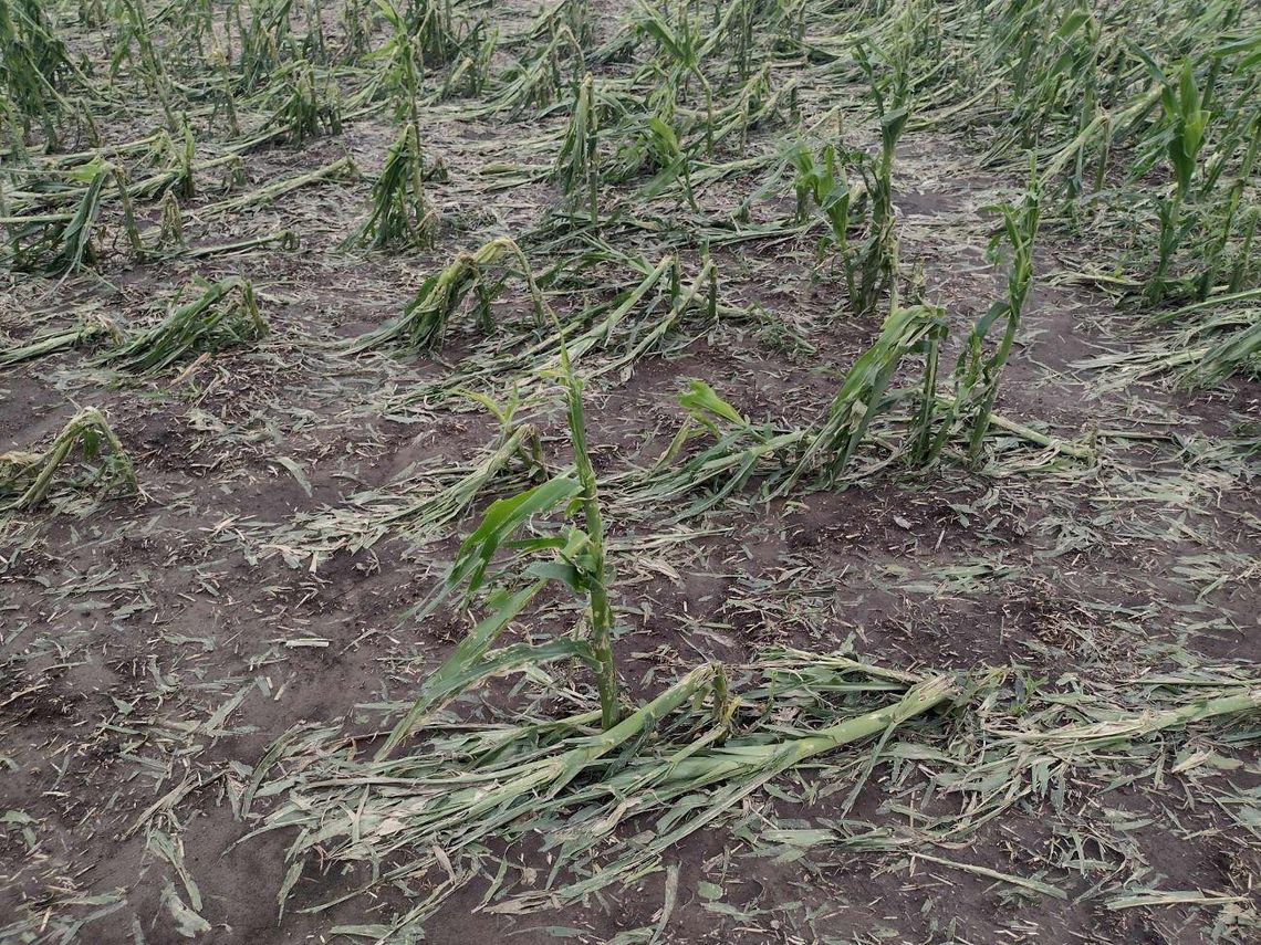 Na mapie zniszczonych przez grad upraw w Gminie Werbkowice znalazły się: Podhorce, Peresołowice, Dobromierzyce, Wilków z Kolonią i Hostynne z Kolonią, a także część Łotowa. Tam były największe zniszczenia, tamtędy poszła fala niszczycielskiego gradu.