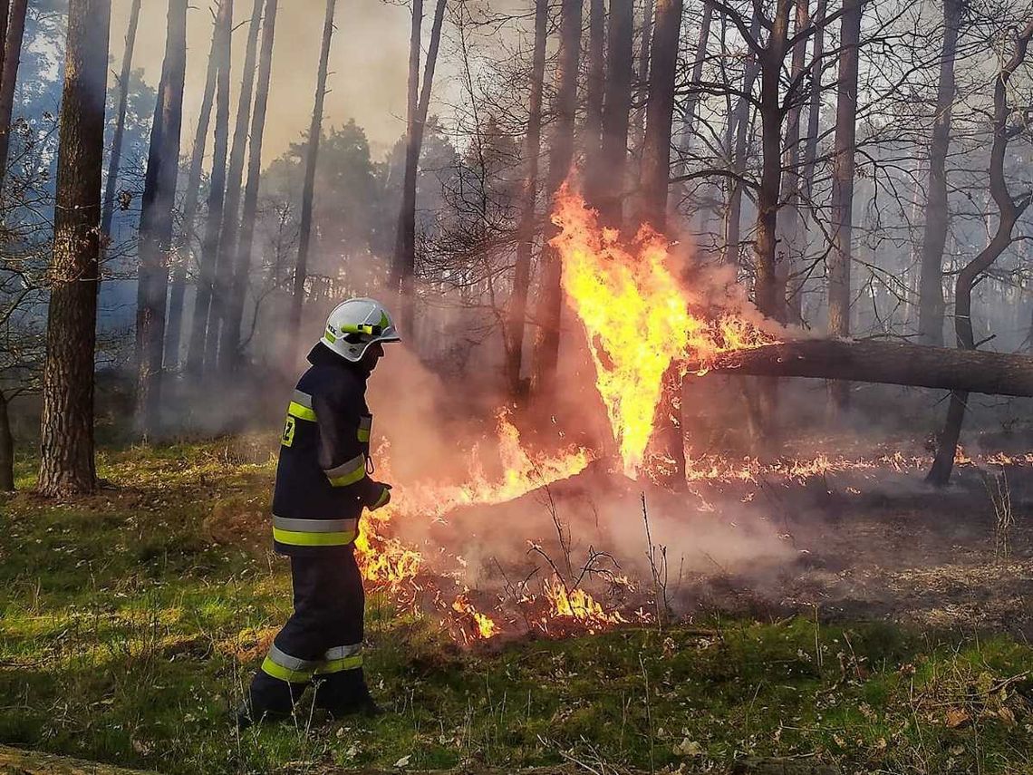 Powiat hrubieszowski: Coraz większe zagrożenie pożarowe w lasach