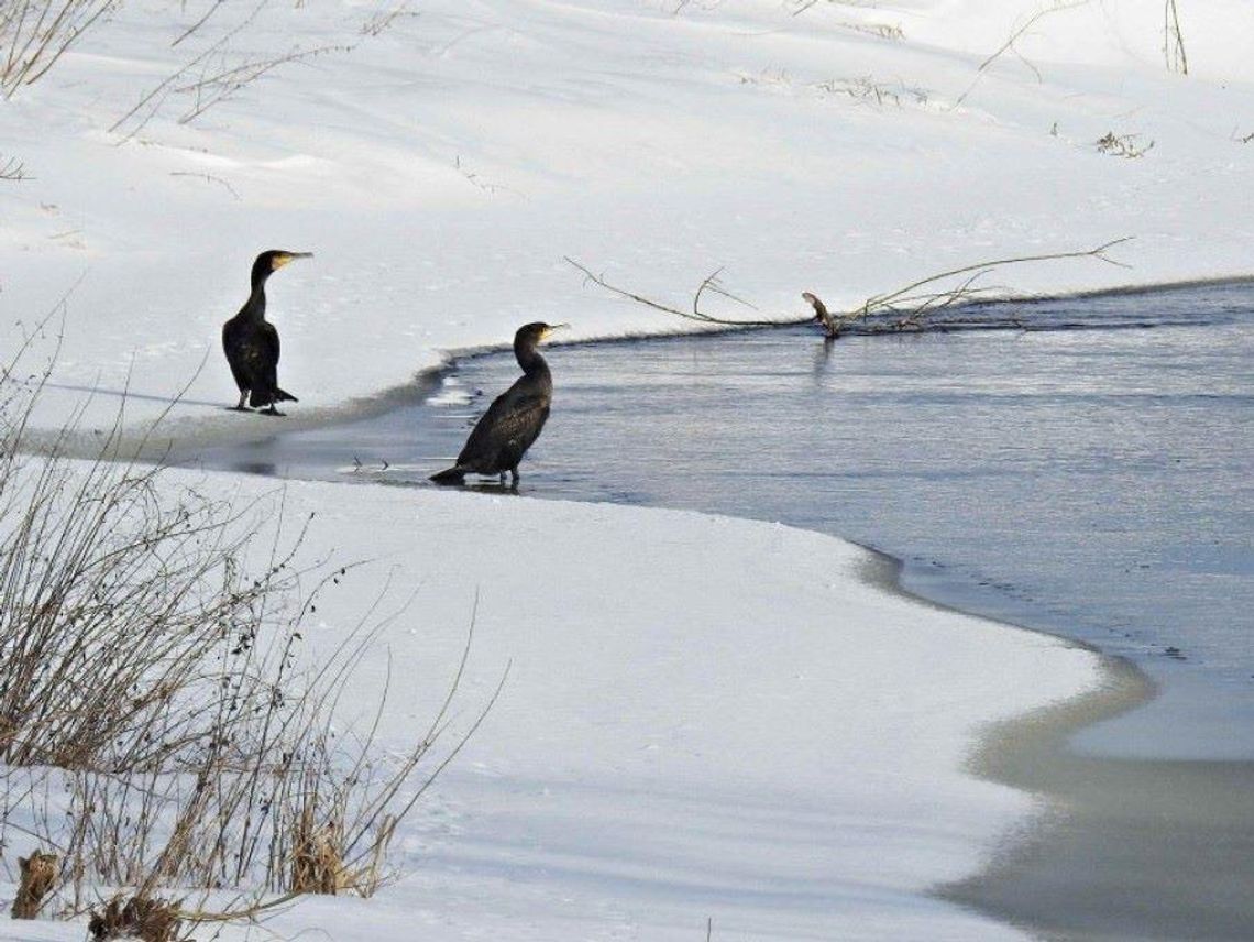 Powiat hrubieszowski: Huczwa skuta lodem, ale pełna życia. Wyniki zimowego liczenia ptaków 2026