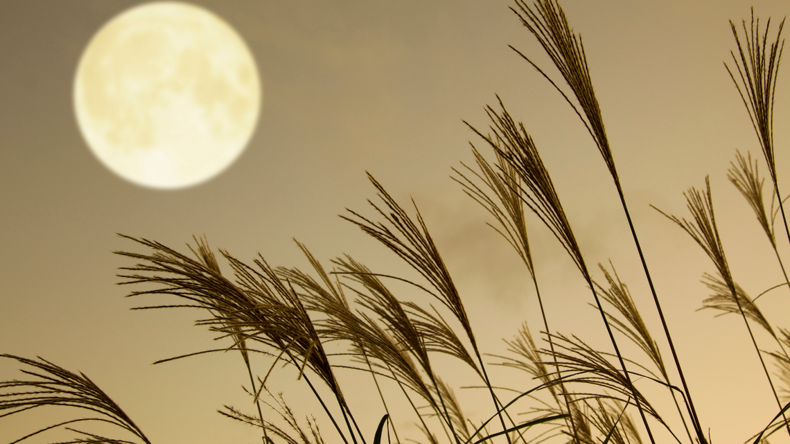 Sierpniowa pełnia jest nazywana Zbożowym Księżycem.