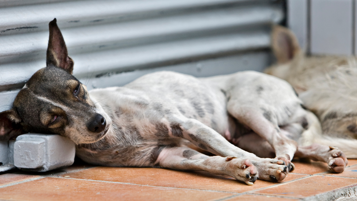 Polska ma coraz więcej bezdomnych zwierząt.