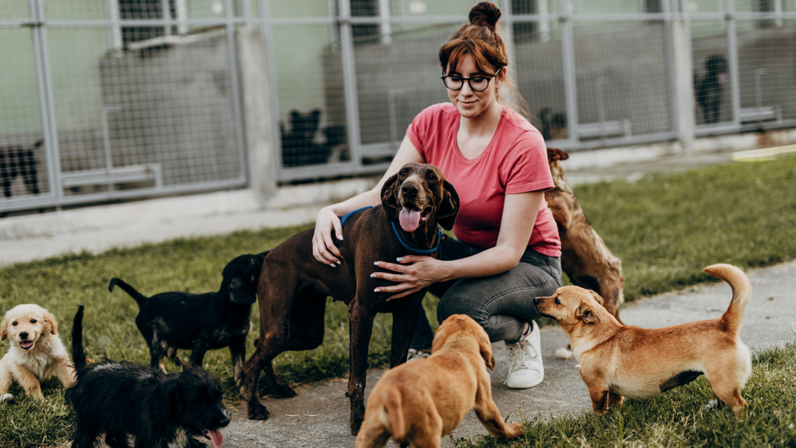 Psinder to darmowa aplikacja mobilna dla miłośników zwierząt.