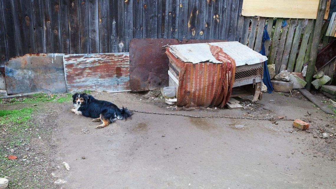 To koniec z trzymaniem psów na łańcuchach.